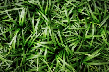 Dwarf mondo grass