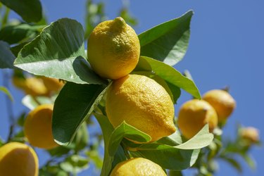 Lemon tree