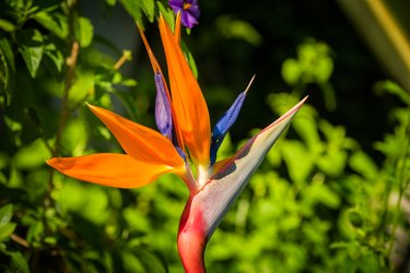 Bird of Paradise flower in full bloom