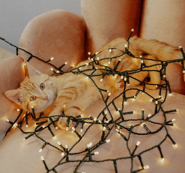Cat wrapped in Christmas lights lying on armchair
