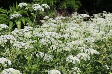 Aegopodium podagraria grows as a weed in nature