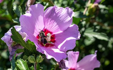 Close-up of bee on pink rose of Sharon flower