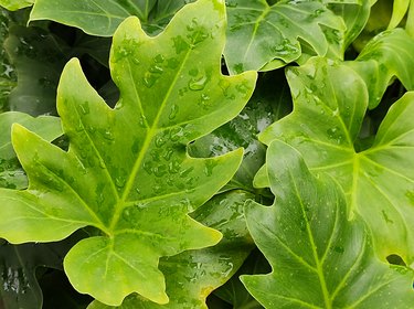 Philodendron bipinnatifidum leaves close-up