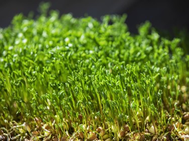 Lentil Sprout