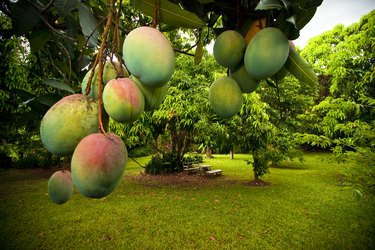 Mangoes