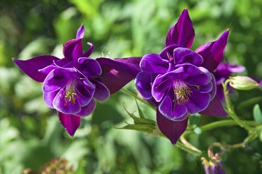 Two beautiful purple flowers of Aquilegia (Aquilegia) on a background of green leaves in the garden close-up