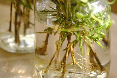 Rooting rosemary or salvia rosmarinus cuttings in glass jars