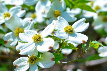 Cornus Florida or Flowering Dogwood