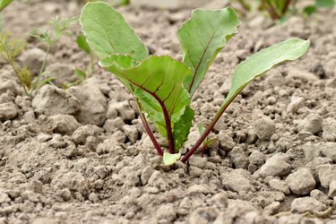 Green shoots with a red tint of a beet plant in the garden.
