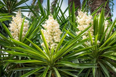 Blooming palm tree yucca. Spain. Elche.