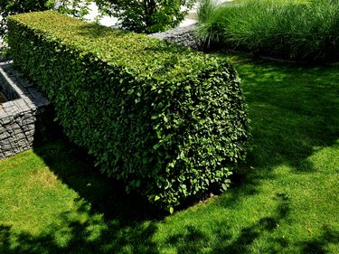 hornbeam green hedge