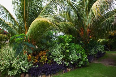 Tropical foliage with blocks of purple heart providing a dark contrast