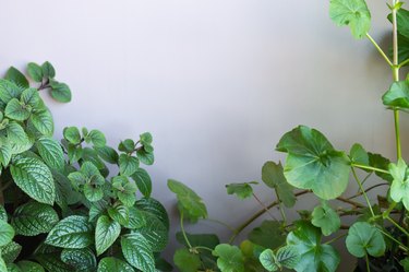 Natural plant background. Spur flower and pelargonium on pink background