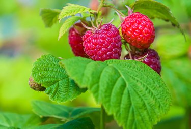 Ripening Raspberries