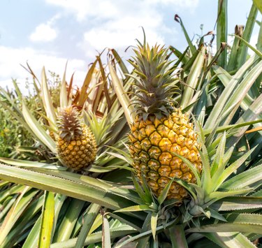 Pineapple fruit on the bush