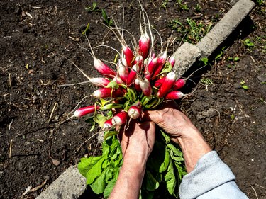 red fresh radish in the hands of a person