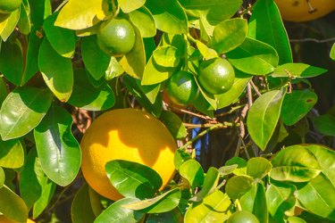 Grapefruit Growing in Tree