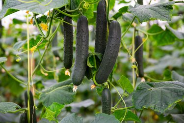 Cucumbers hanging on bushes planted in hothouse