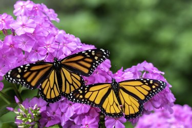 Monarch butterflies