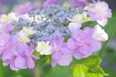 Close-up of hydrangea flowers