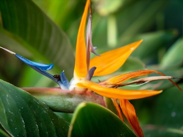 Closeup image of bee sitting in beautiful strelitzia paradise bird flower in the garden