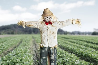 Scarecrow protecting vegetable farm crop
