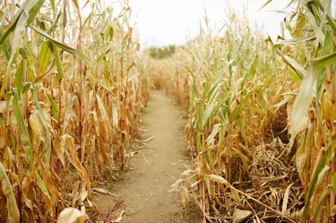 Dried corn stalks in a corn maze on pumpkin fair at autumn. Traditional american amusement on agricultural fair.
