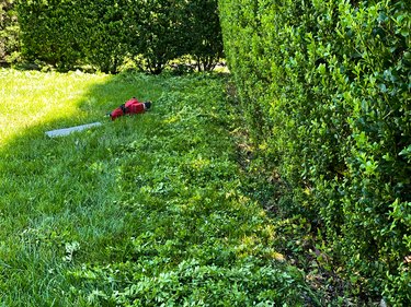 established privacy ilex hedge gets springtime pruning
