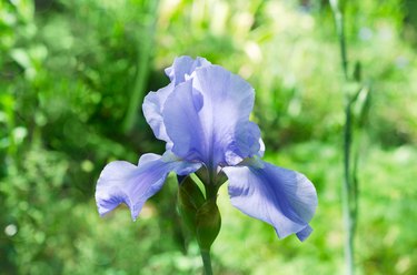 Blue iris flower, on a blurry green natural background. The concept of blooming summer