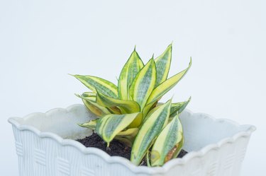 Small Sansevieria Golden Hahnii in The White Pot Medium CLoseup View, Golden Birds Nest Snake Plant From America Rainforest