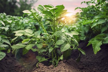 Young bush potato growing in the vegetable garden close up