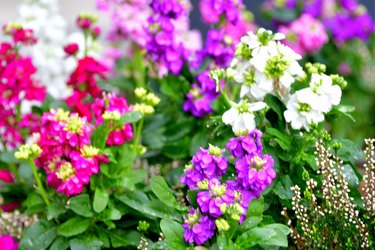 Matthiola incana / Stock Flower