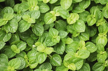 Plectranthus