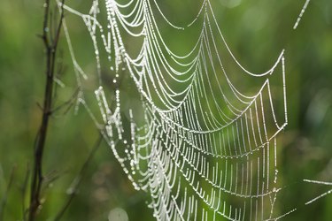 spider's web with morning dew closeup selective focus