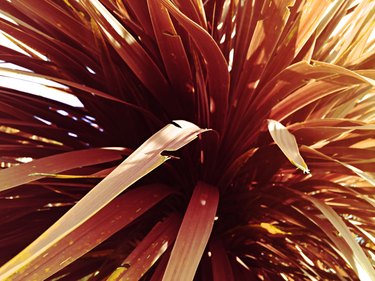 Spiky Backgrounds; Ti Kouka (New Zealand Cabbage Tree)