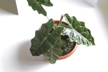 Alocasia Pseudo Sanderiana or Indonesian Local Alocasia Amazonica Sanderiana in red pots isolated on white background with clipping path stock photo. Exotic tropical leaf.