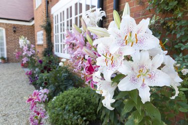 Oriental lilies in an English garden border UK