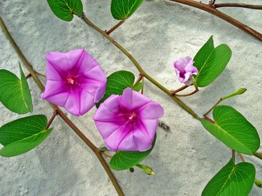 Beach morning glory on sand