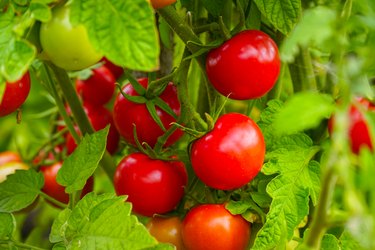 Beautiful ripe Red tomatoes on bush in the garden