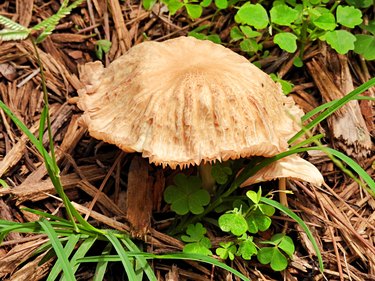 Wild Mushrooms surrounded by mulch