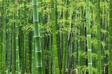 Bamboo