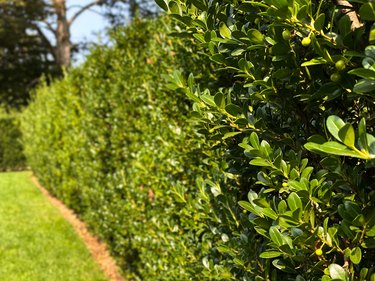 hedge of ilex crenata evergreen trees & berries
