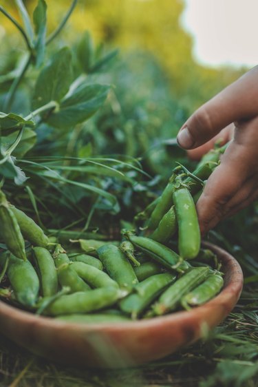 Gardening and agriculture concept. Female farm worker hand harvesting green fresh ripe organic peas on branch in garden