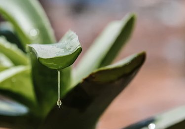 Gel Dripping From Aloe Vera