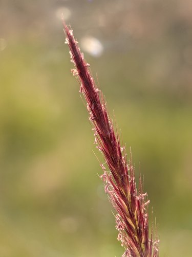 Purple Fountain Grass