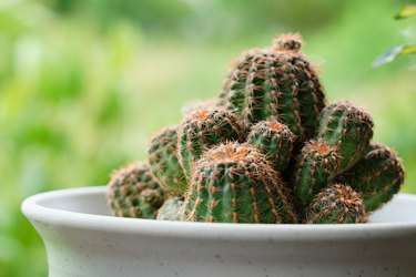 Cactus plant