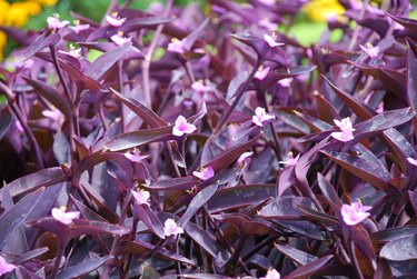 Tradescantia Pallida Purple Heart