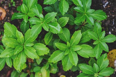 Pachysandra terminalis "Green Carpet" closeup in summer garden