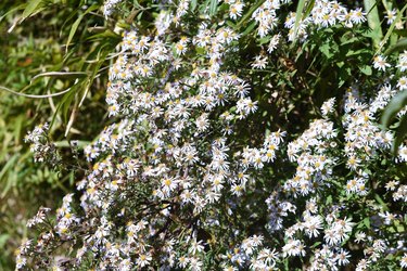 Aster ageratoides petals and nectar-sucking insects.