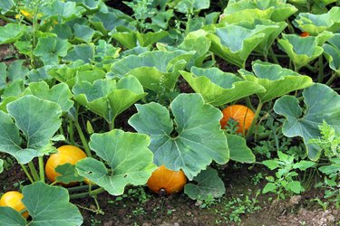 Pumpkins